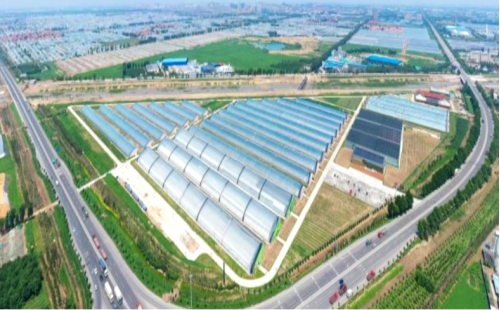 中國500強建設銀行蔬菜小鎮(zhèn)、番茄小鎮(zhèn)